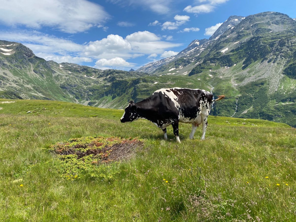 Una vacca su un pascolo calcareo